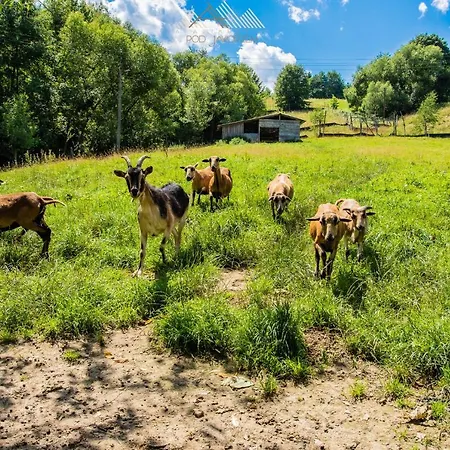 Pod Jaworzem Apartament *